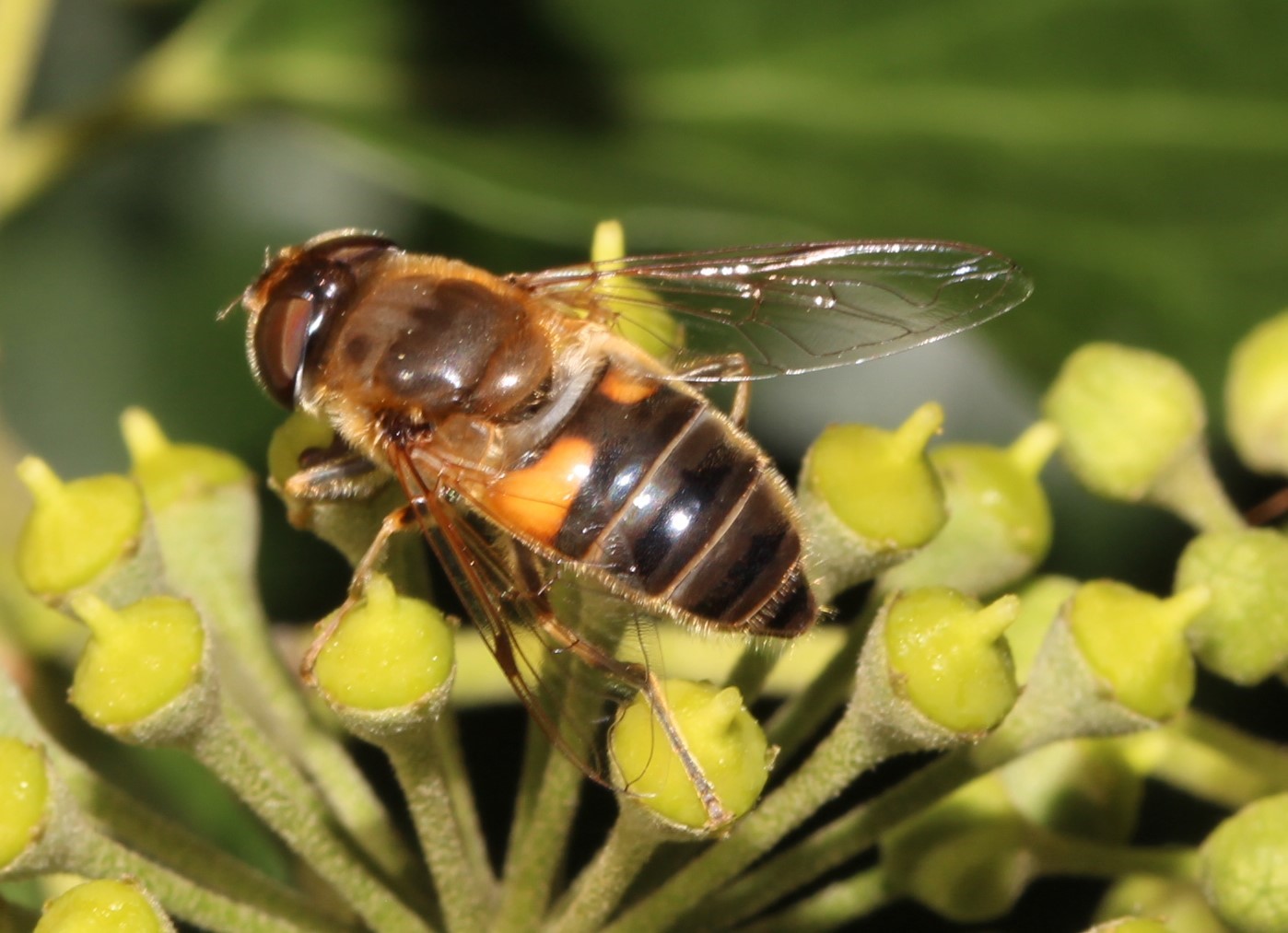 Eristalis pertinax, Wald-Keilfleckschwebfliege-w